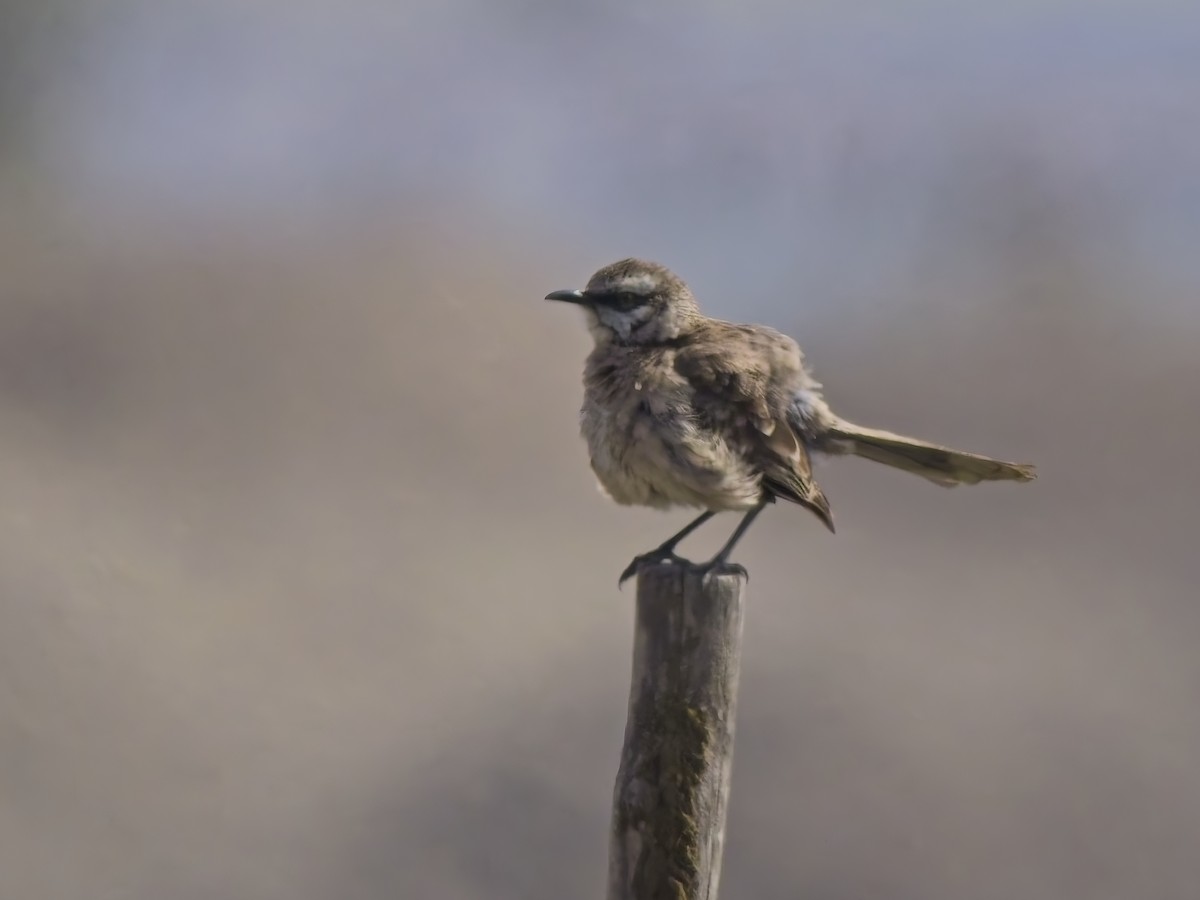 クロヒゲマネシツグミ - ML646546517