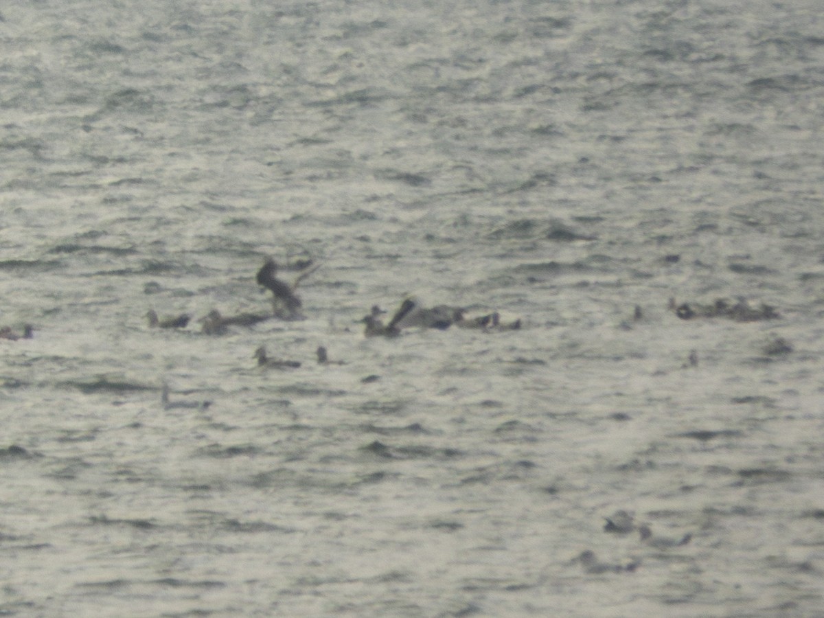 Brown Pelican - ML646546519