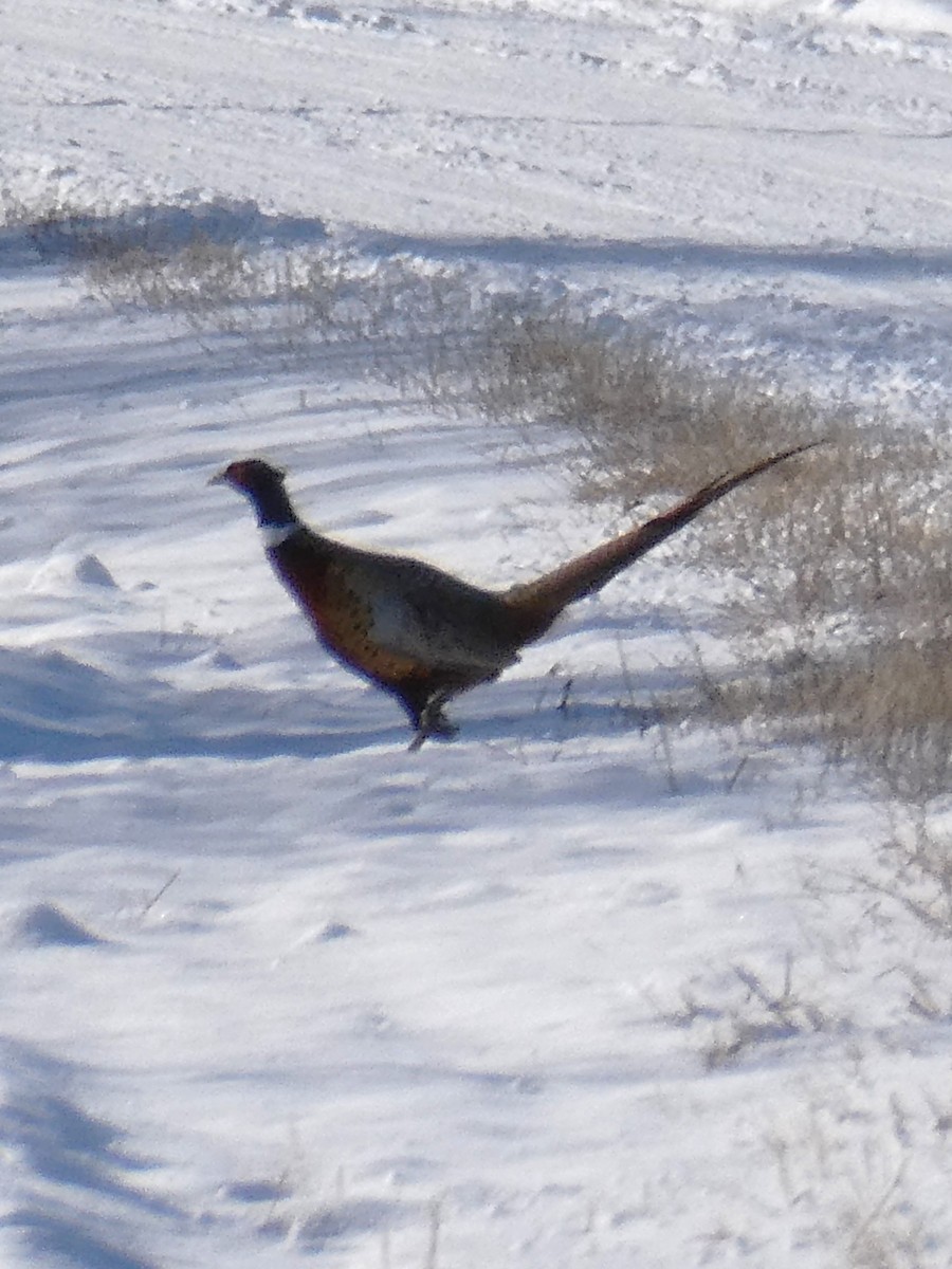 Faisán Vulgar - ML646546521