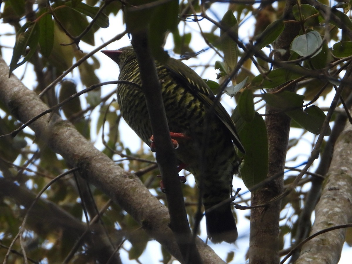 Barred Fruiteater - ML646546522
