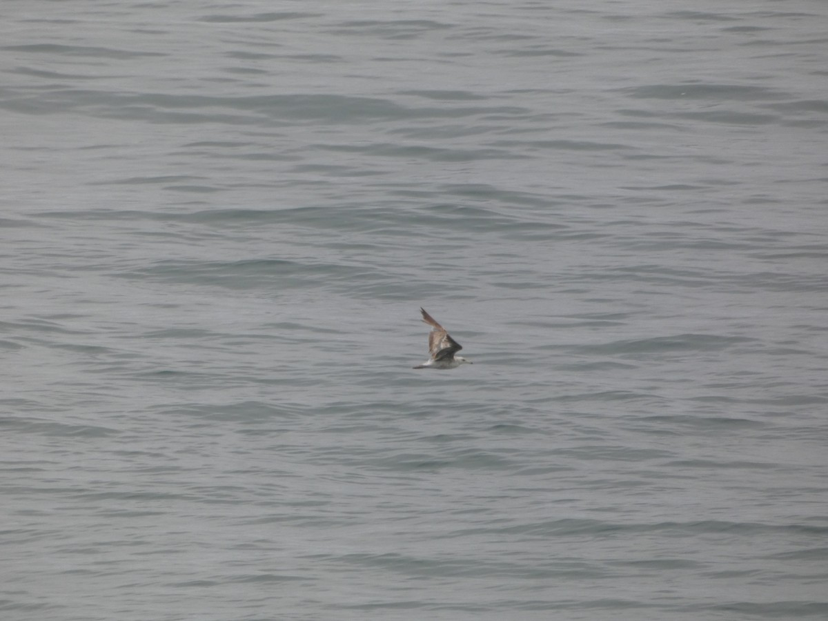 California Gull - ML646546523