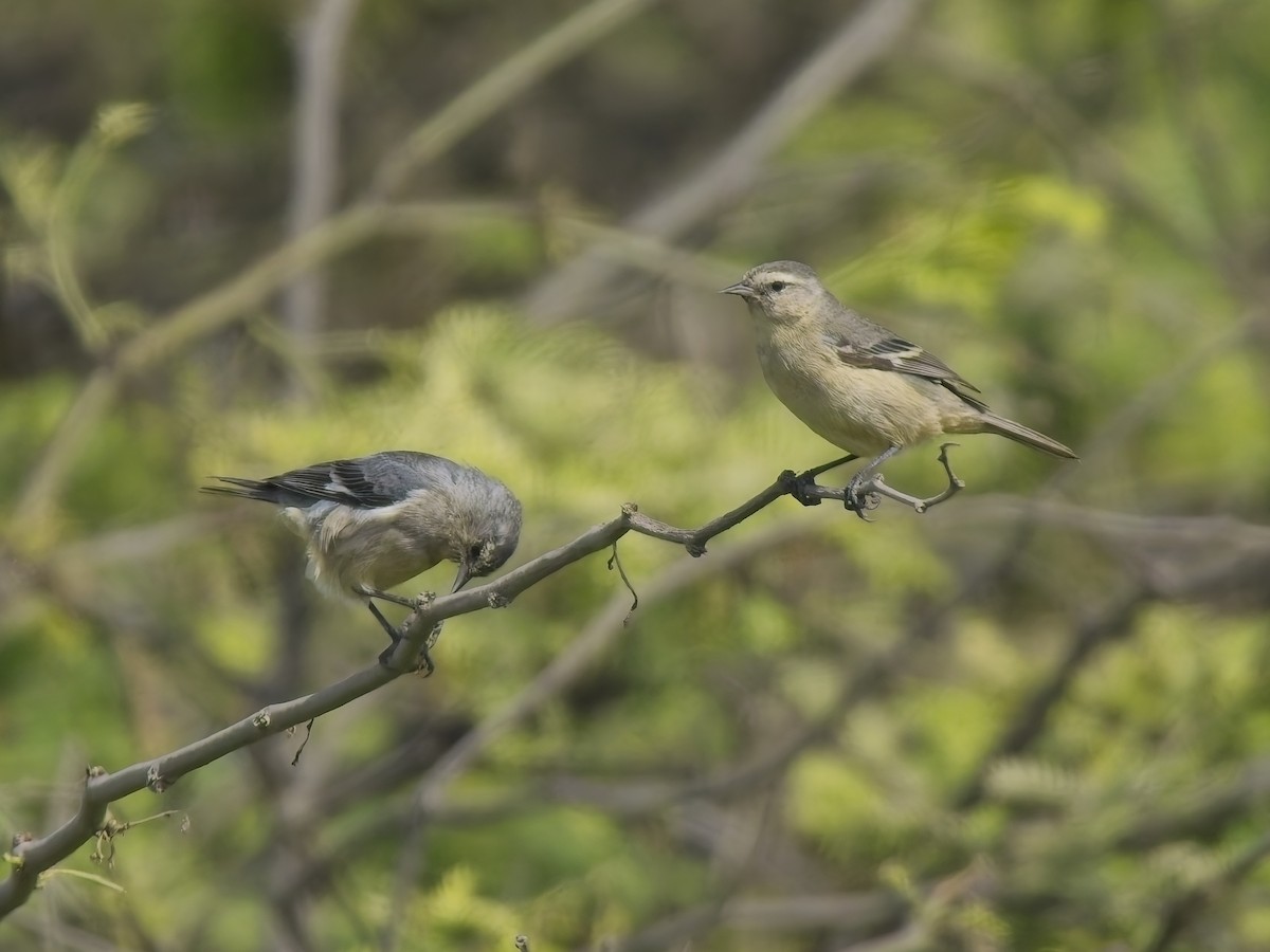 マルハシミツドリ - ML646546524
