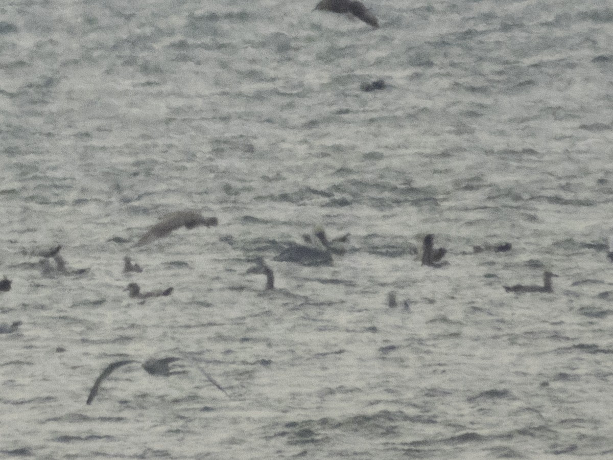 Brown Pelican - ML646546527