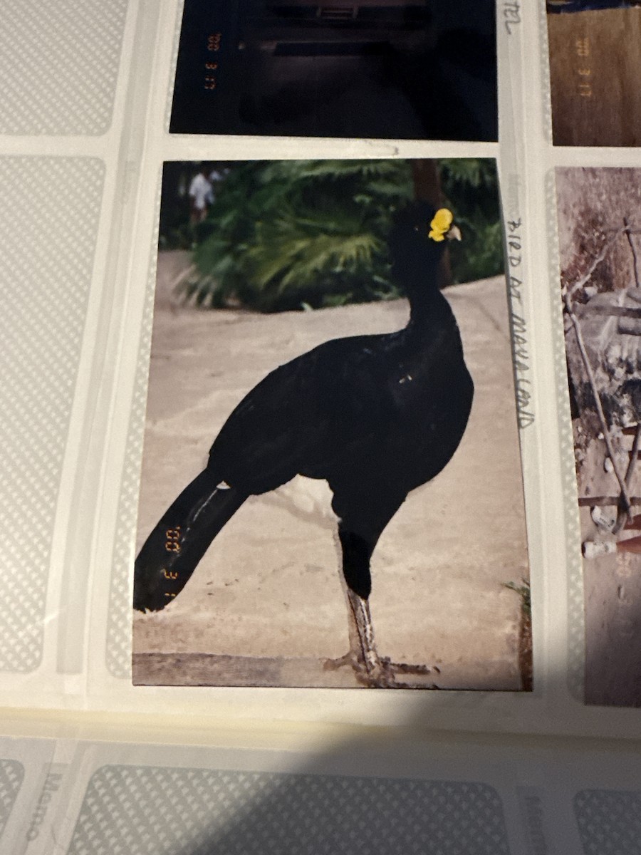 storhokko - ML646546529