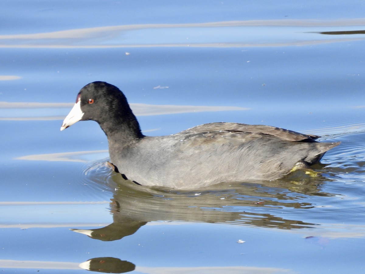 American Coot - ML646546537