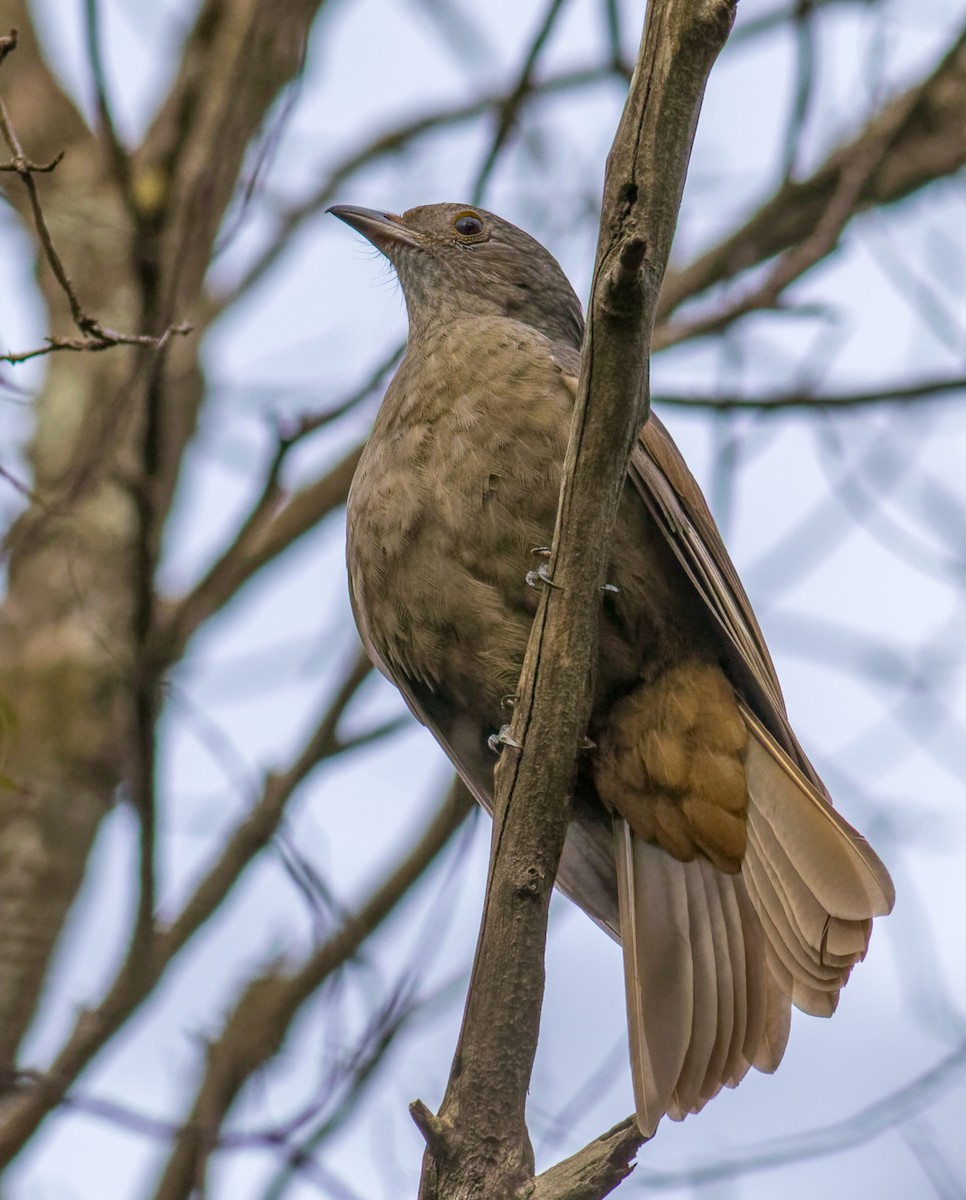 Cinnamon-vented Piha - ML646546538
