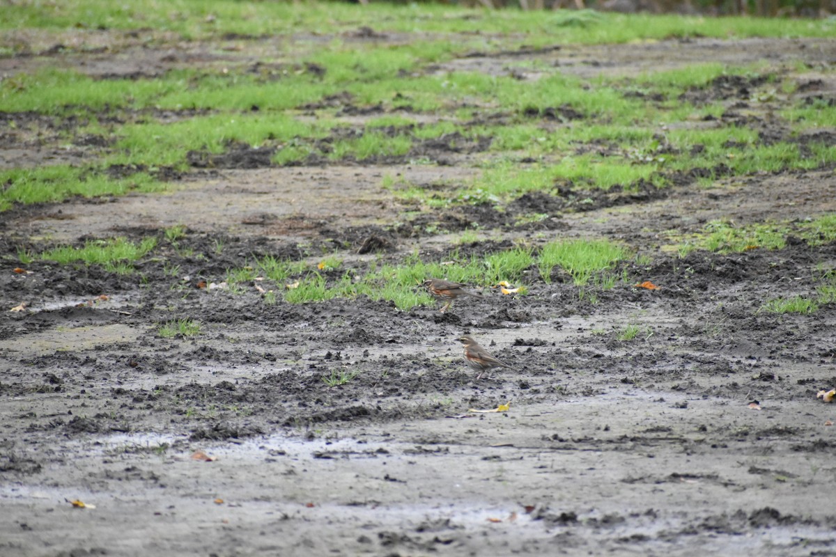 Redwing - ML646546539