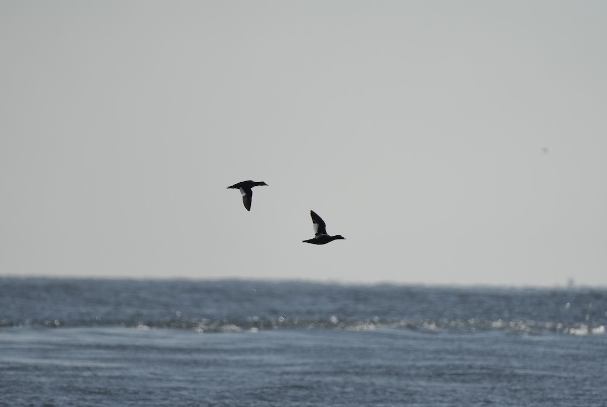 turpan kanadský - ML646546540