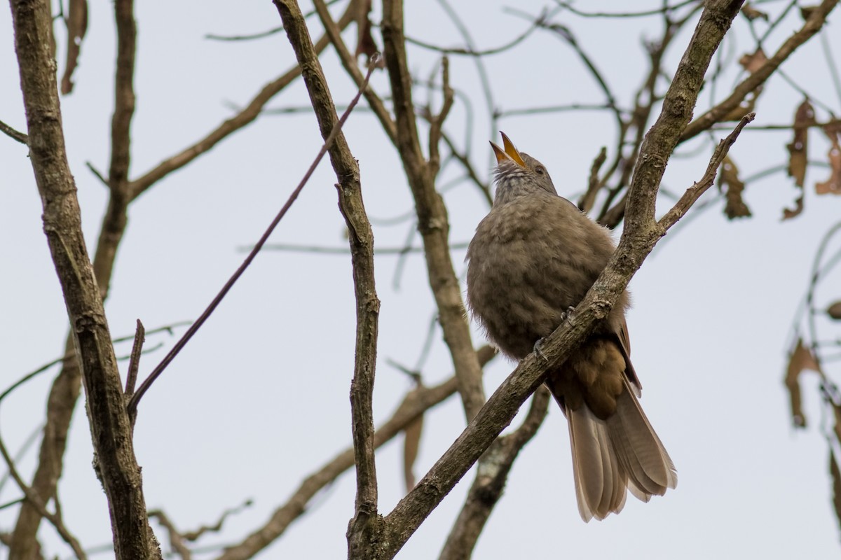 Cinnamon-vented Piha - ML646546541