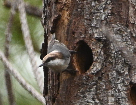 Sittelle à tête brune - ML646546542