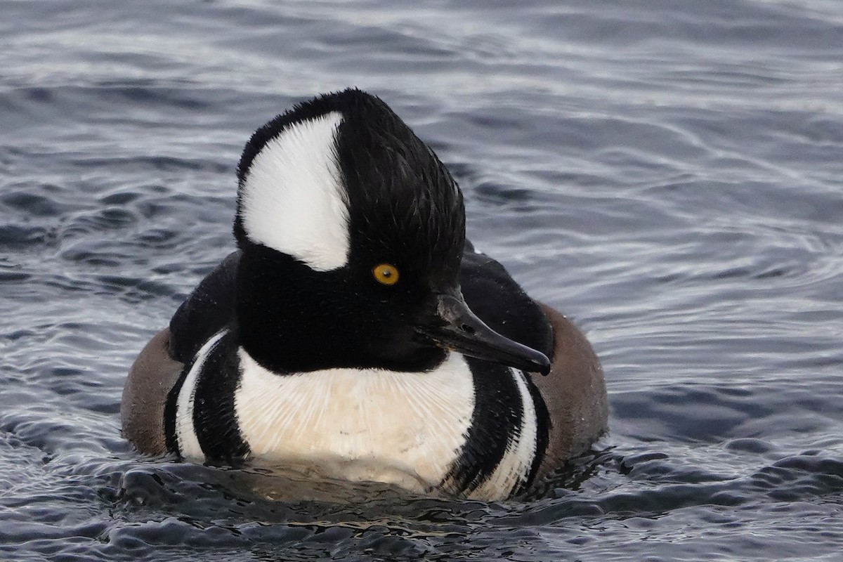 Hooded Merganser - ML646546543