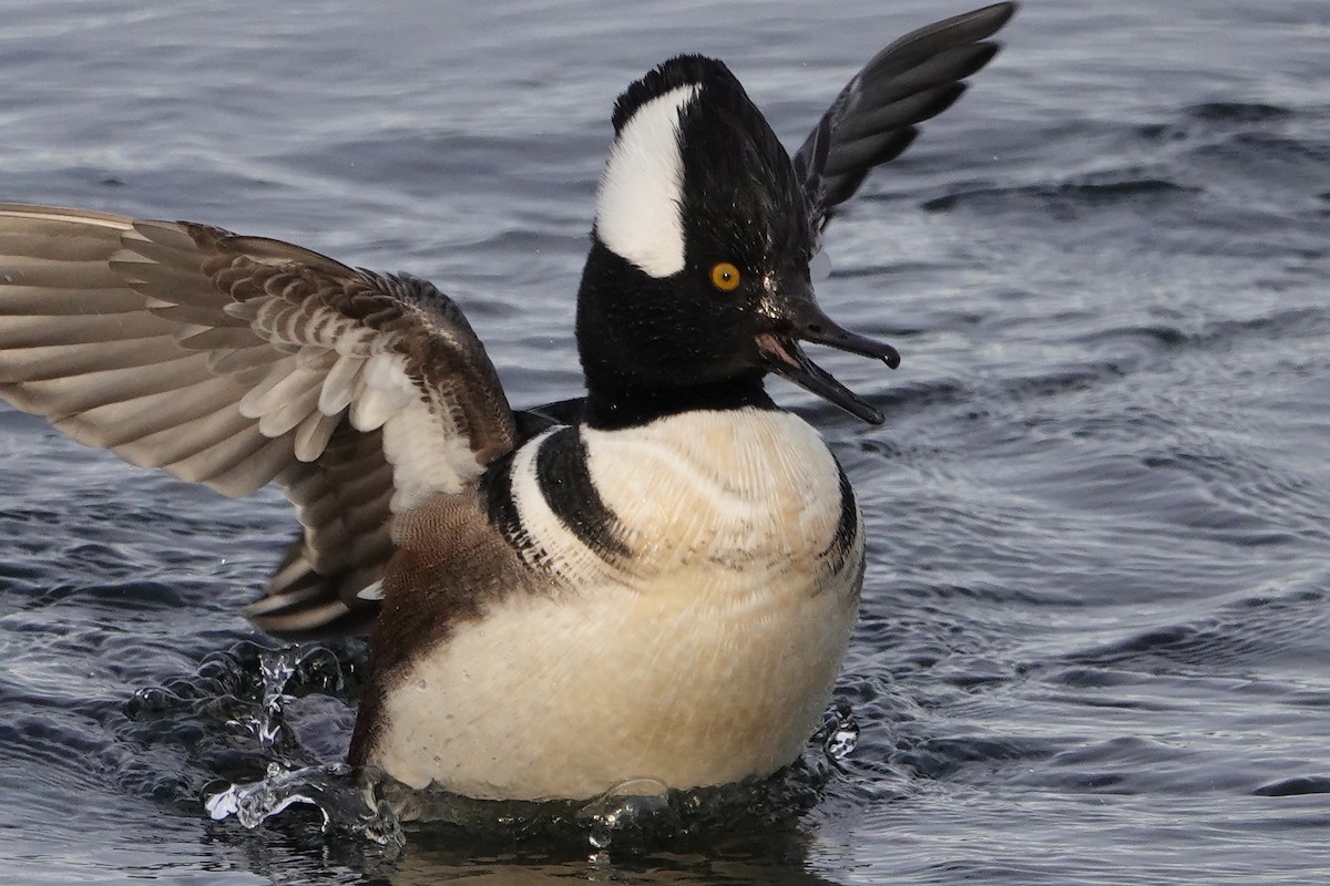 Hooded Merganser - ML646546544