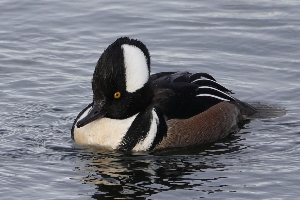 Hooded Merganser - ML646546545