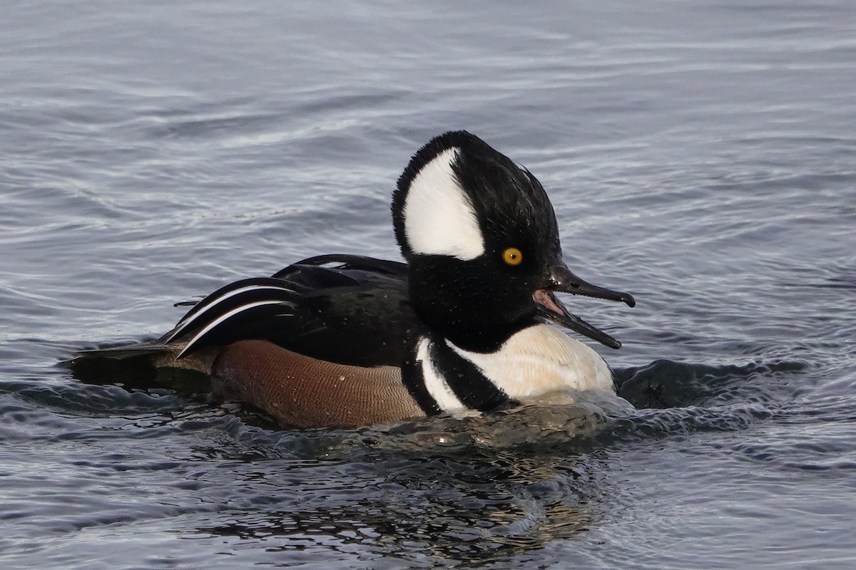 Hooded Merganser - ML646546546