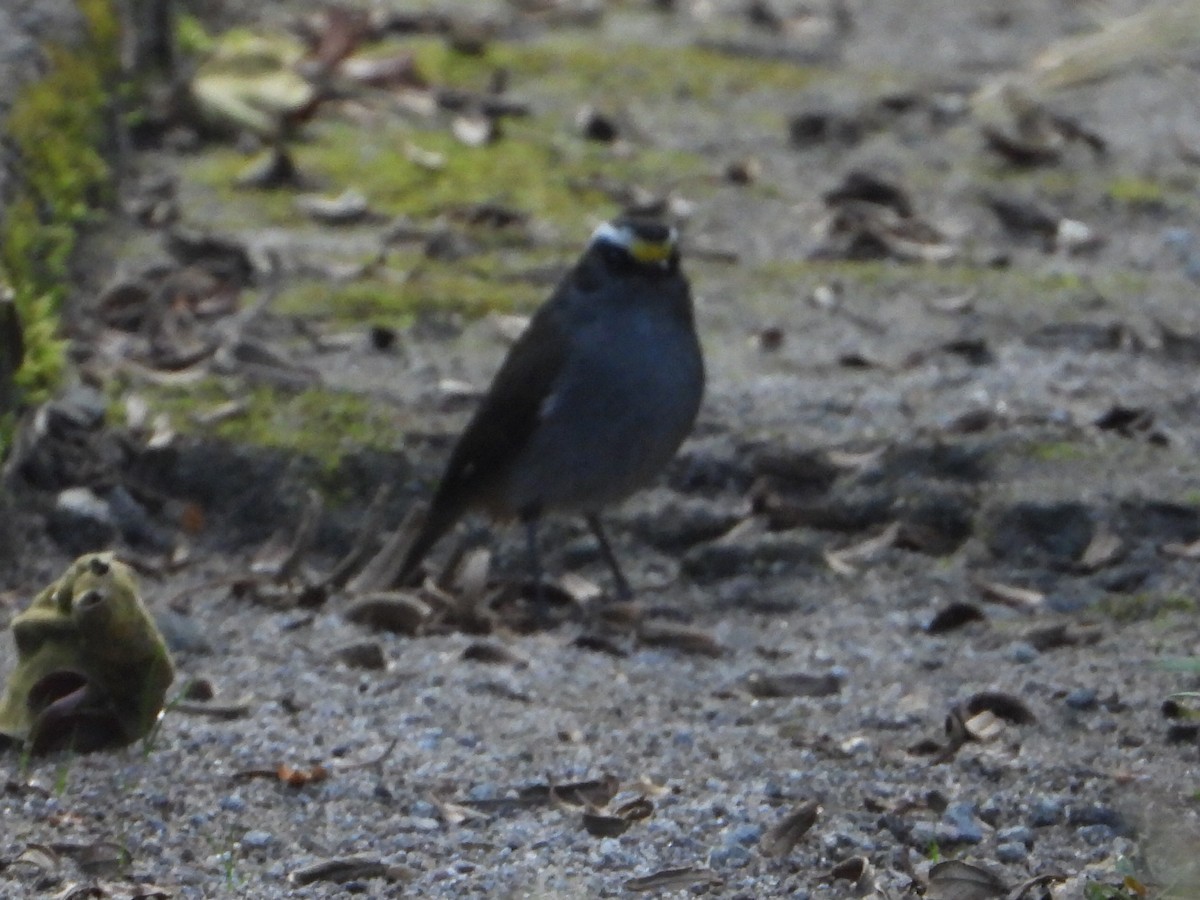 Crowned Chat-Tyrant - ML646546549