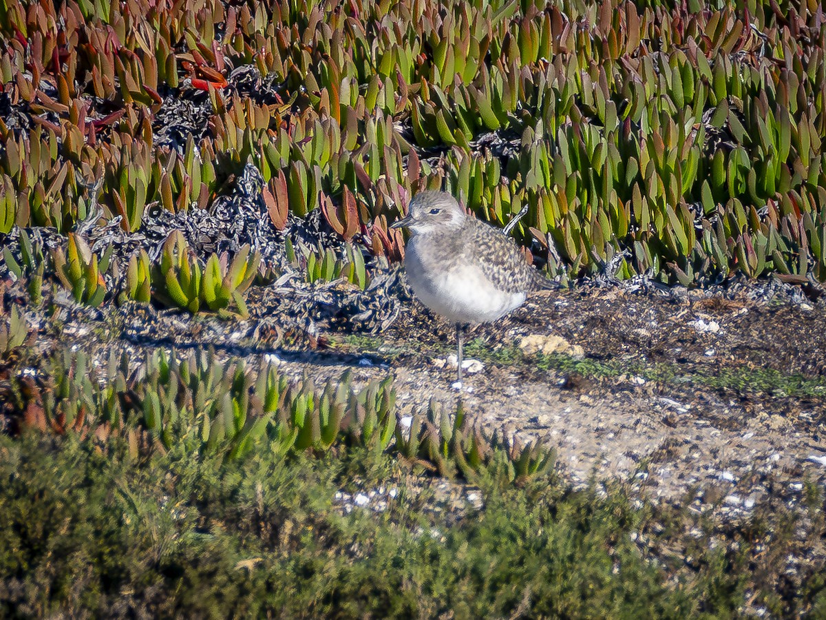 Chorlito Gris - ML646546552