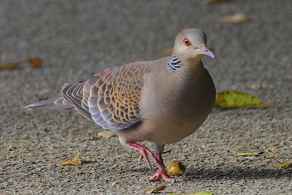 Oriental Turtle-Dove - ML646546554
