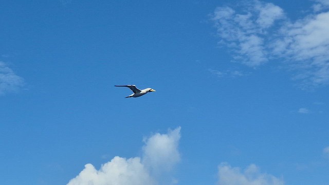 Zanga maskaraduna - ML646546558