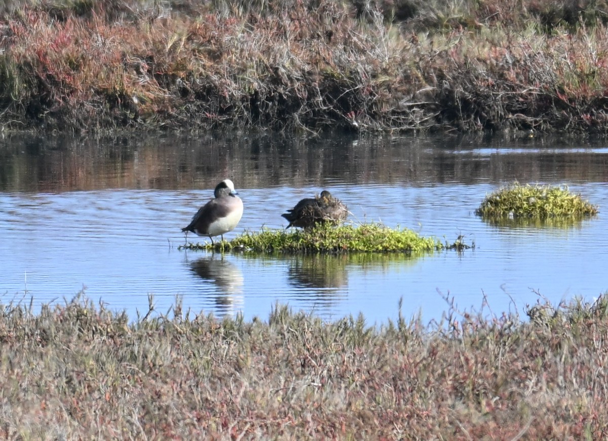 American Wigeon - ML646546562