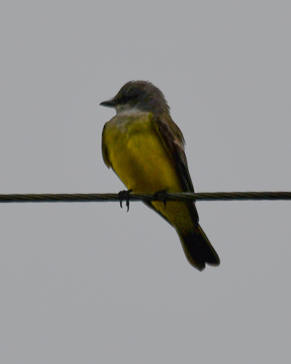 Western Kingbird - ML646546568