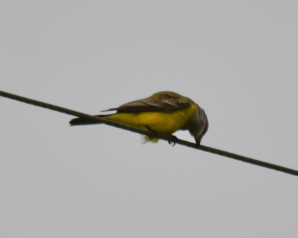 Western Kingbird - ML646546569