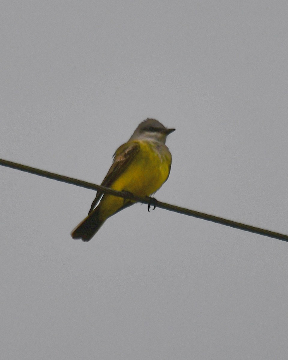 Western Kingbird - ML646546570