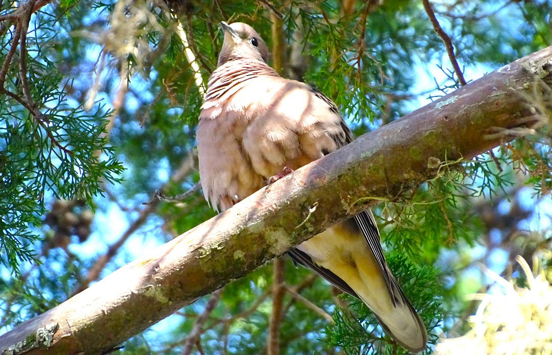 ミミグロバト - ML646546579