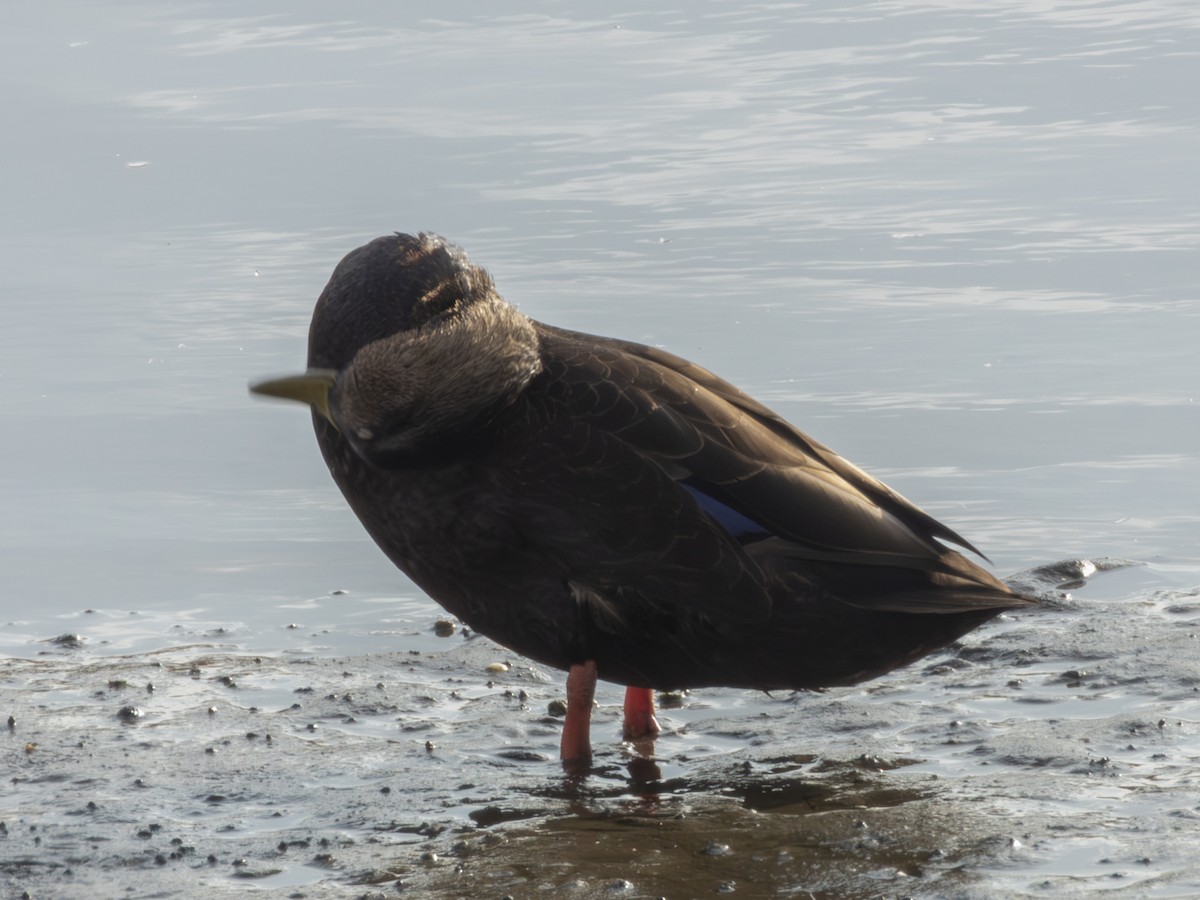 American Black Duck - ML646546580