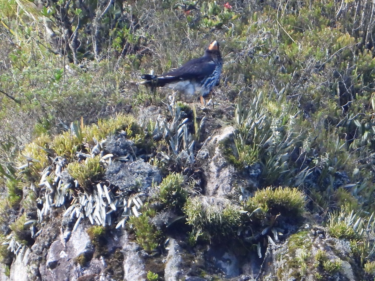 Carunculated Caracara - ML646546582
