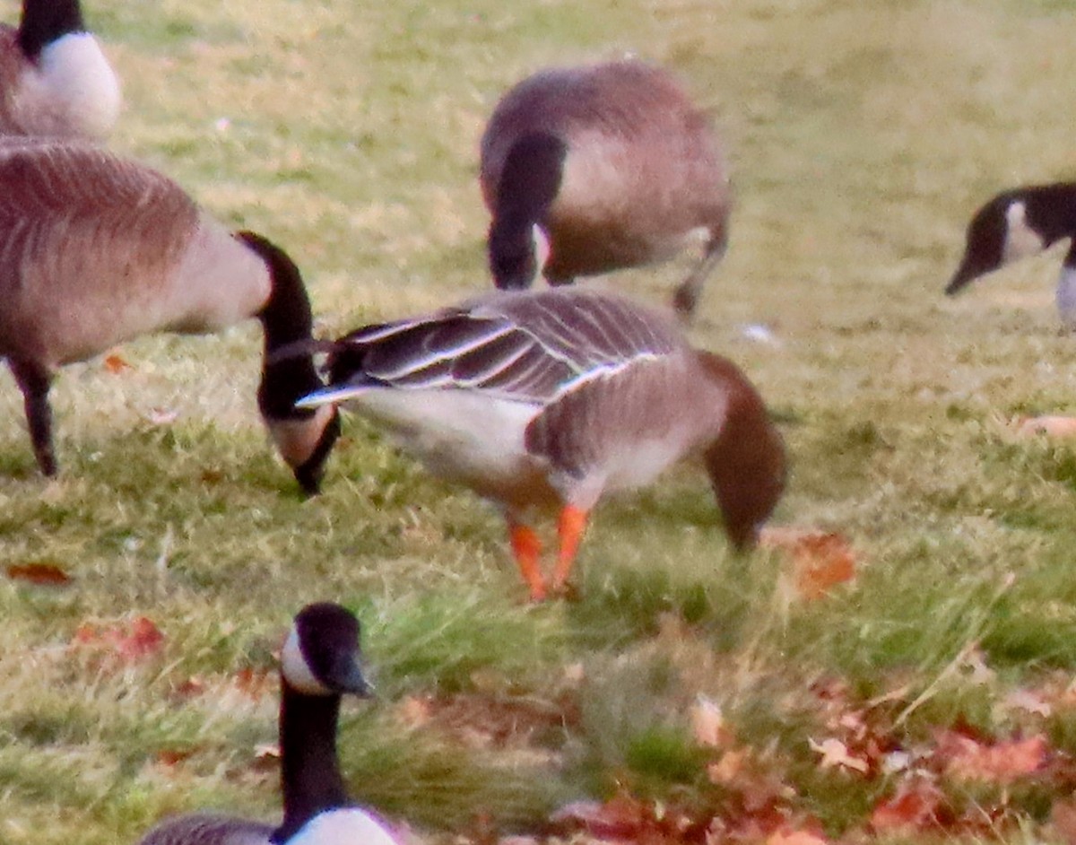 husa tundrová - ML646546584