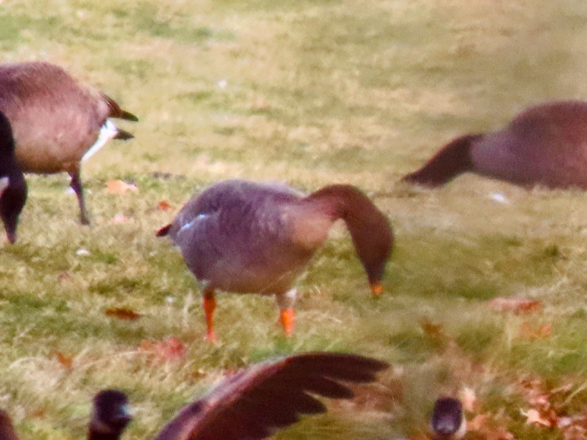 husa tundrová - ML646546585