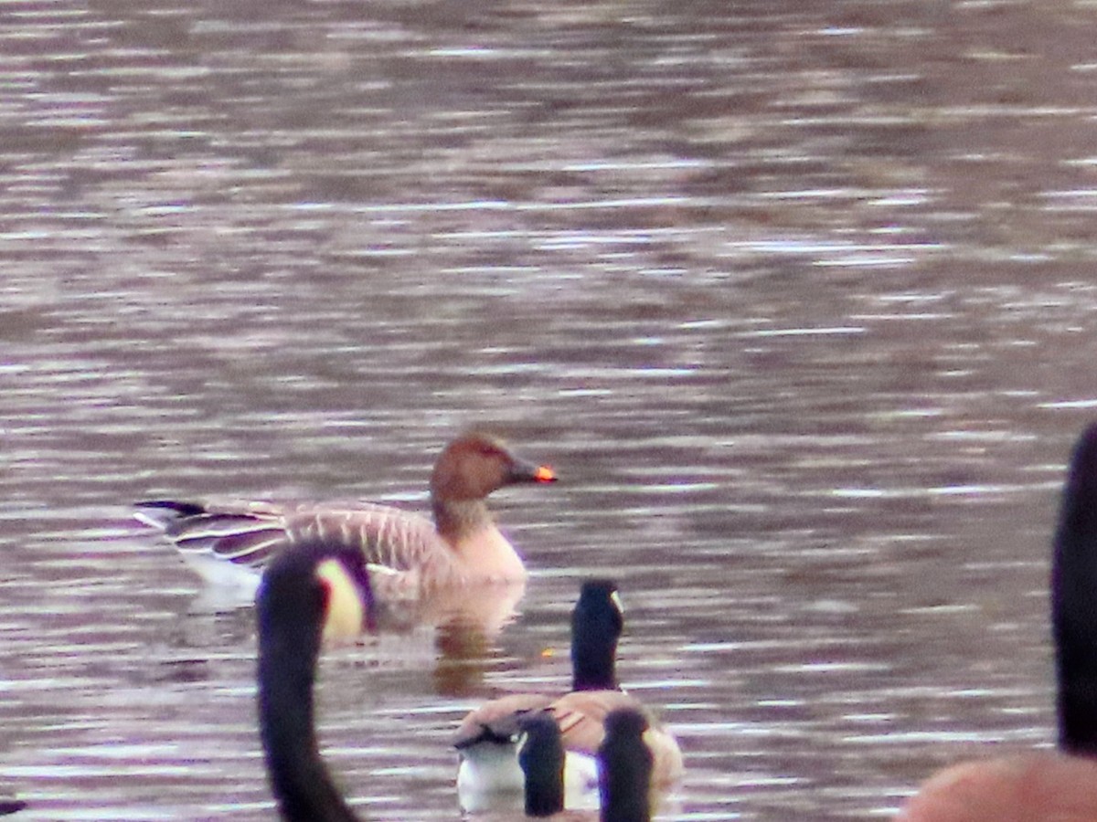 husa tundrová - ML646546586