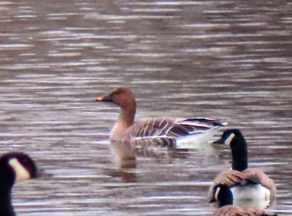 husa tundrová - ML646546587