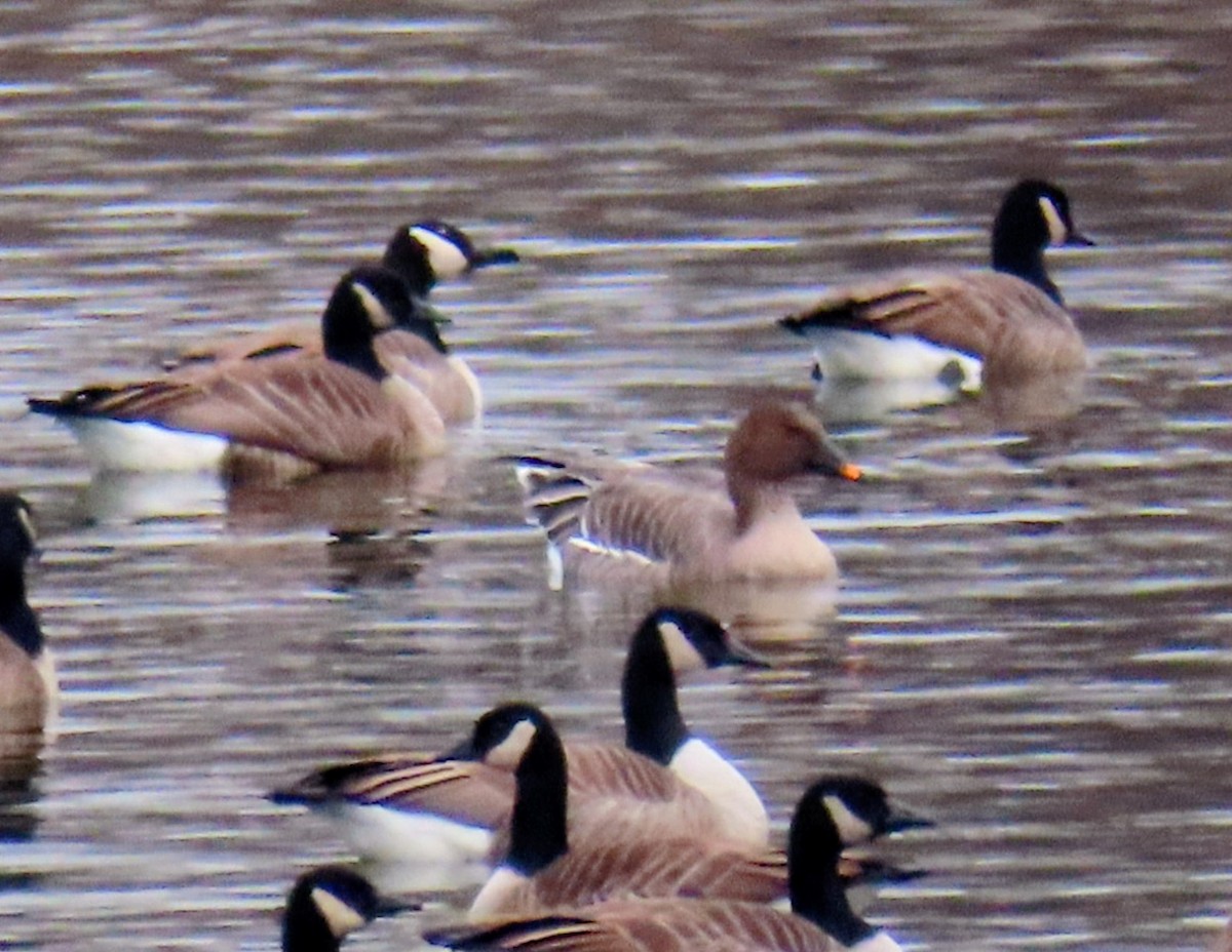 husa tundrová - ML646546588