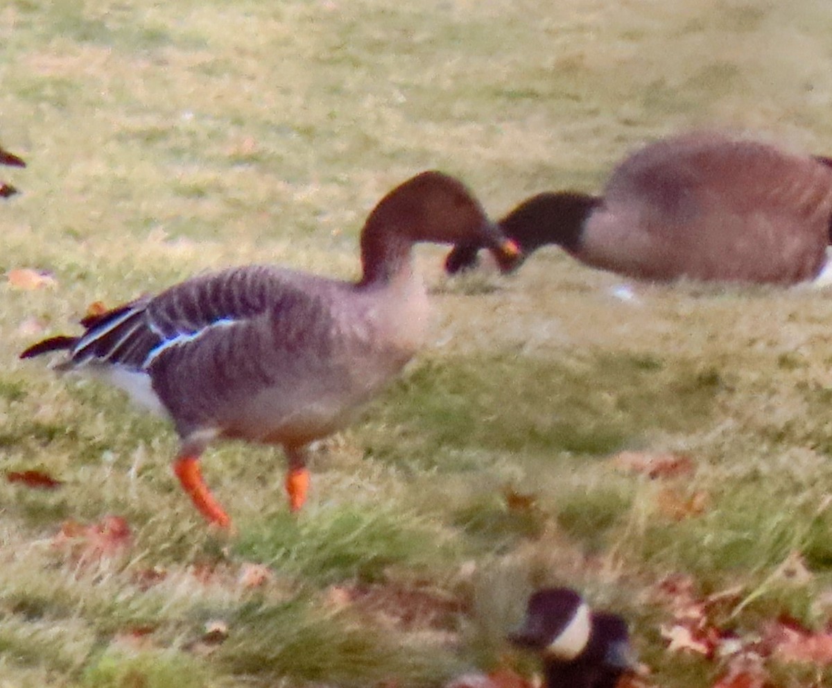 husa tundrová - ML646546589