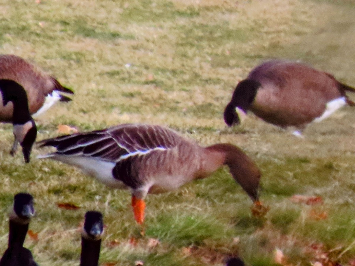 husa tundrová - ML646546590