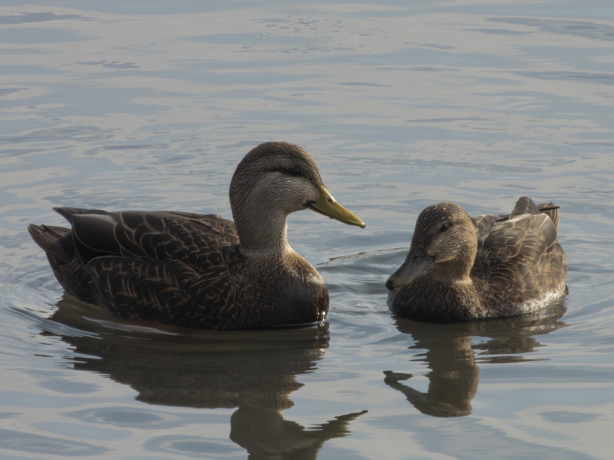 American Black Duck - ML646546592