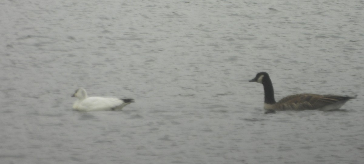 Ross's Goose - ML646546593