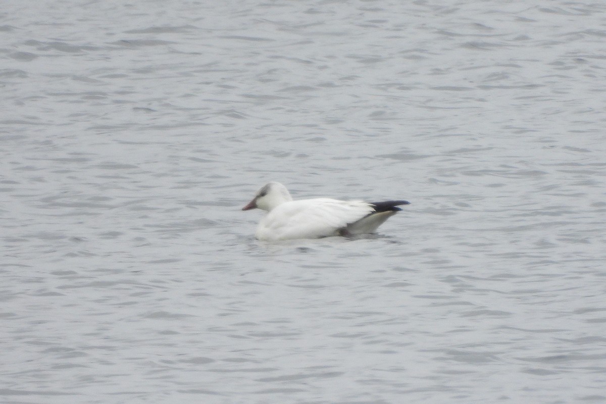 Ross's Goose - ML646546594