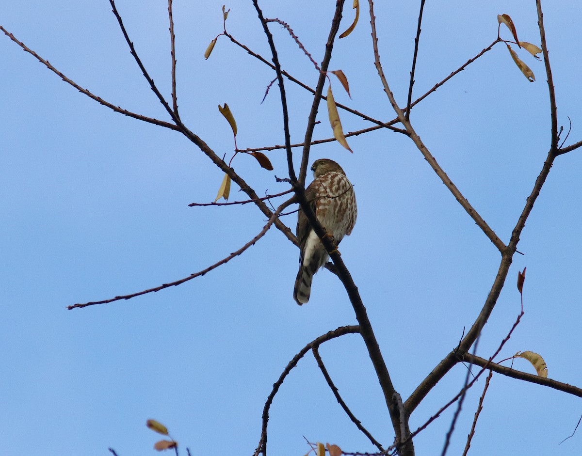 krahujec americký - ML646546596