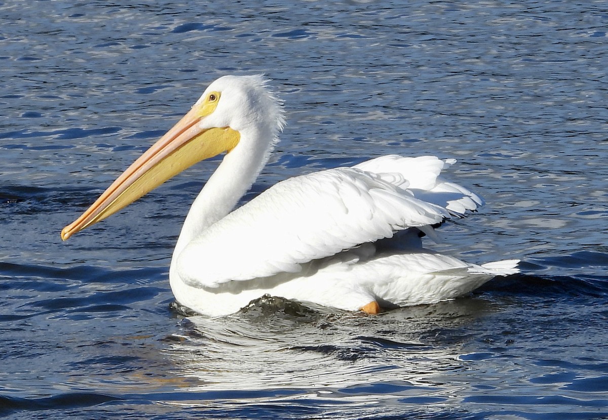 American White Pelican - ML646546597