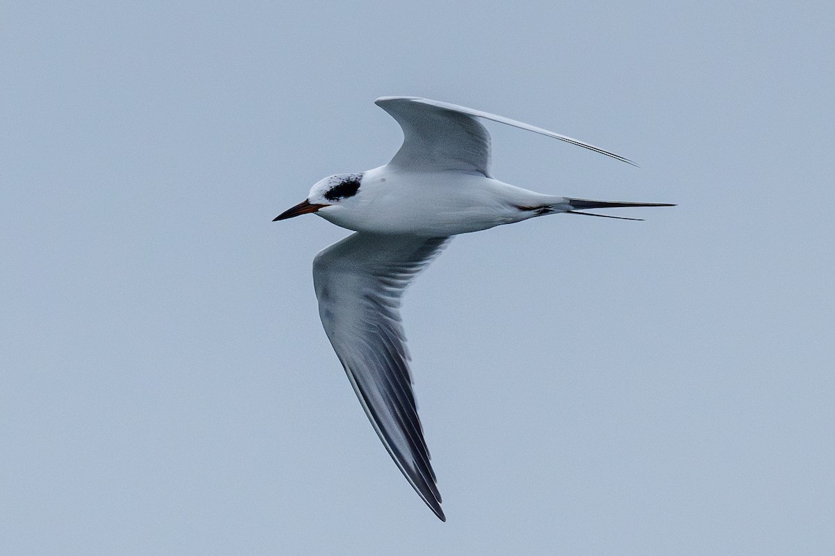 Крячок неоарктичний - ML646546600