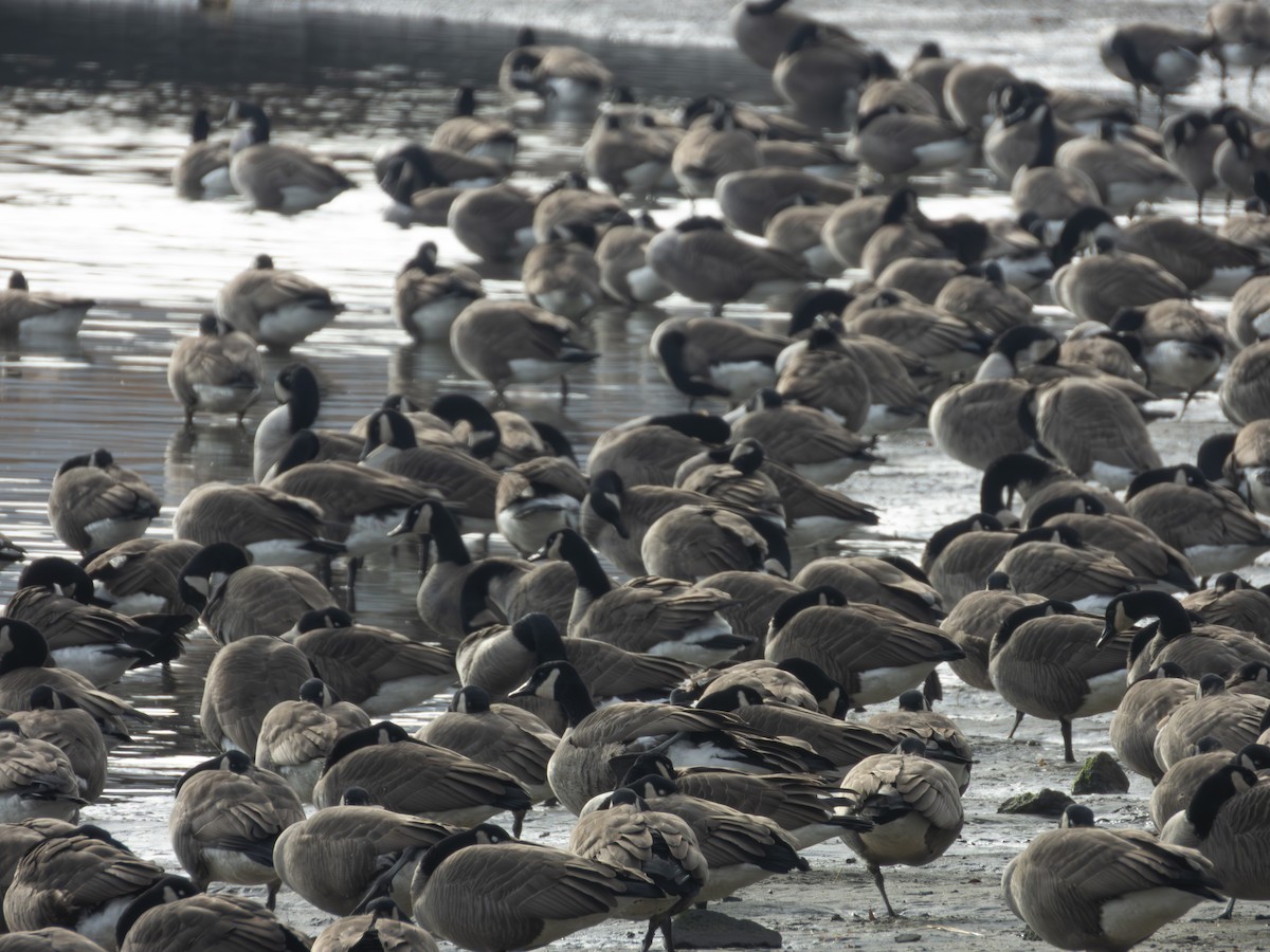 Canada Goose - ML646546601