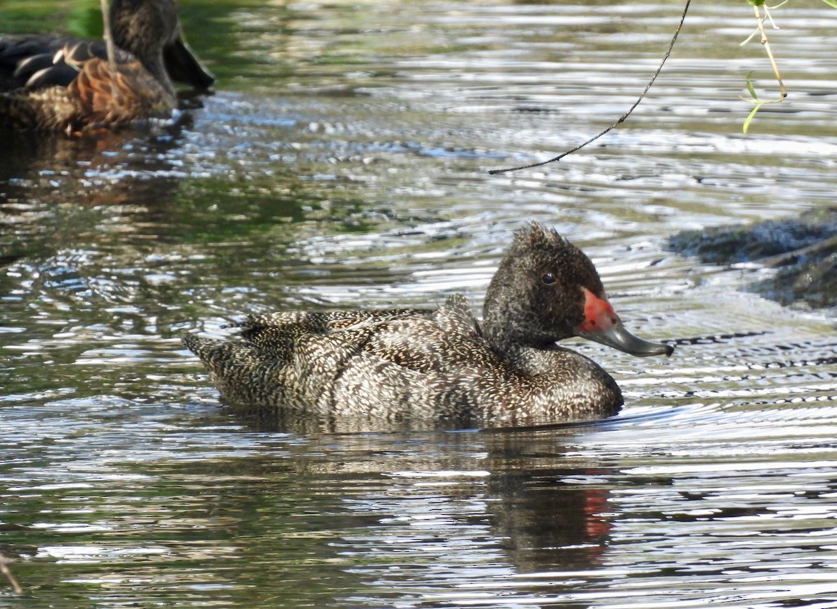 Freckled Duck - ML646546602