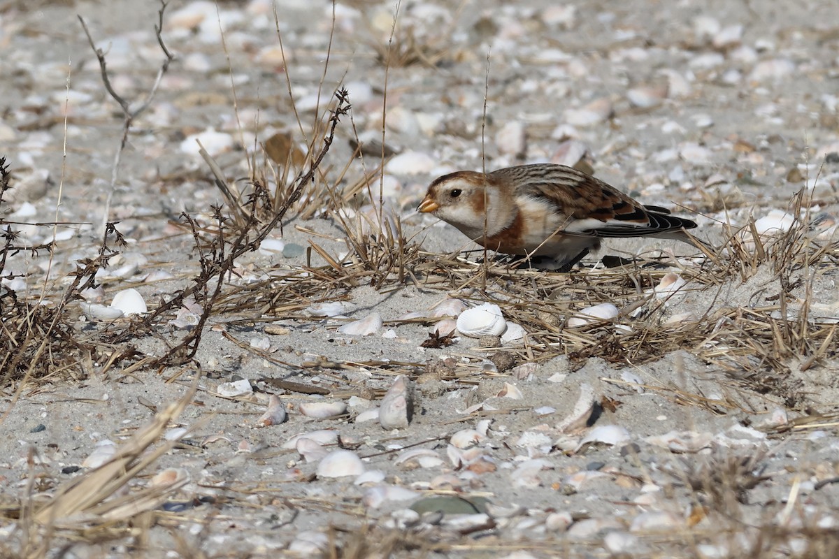 sněhule severní - ML646546605