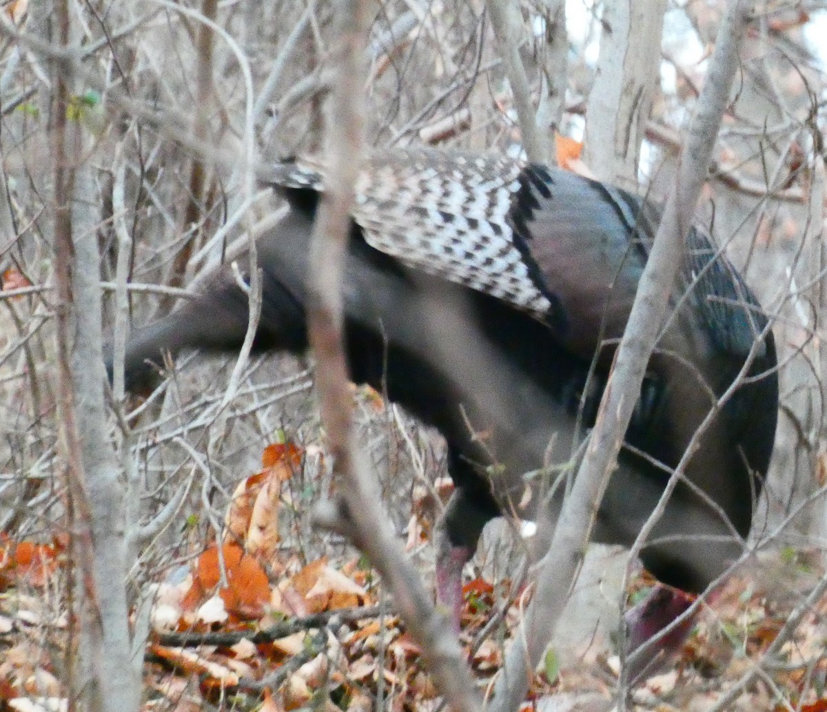 火雞 - ML646546615