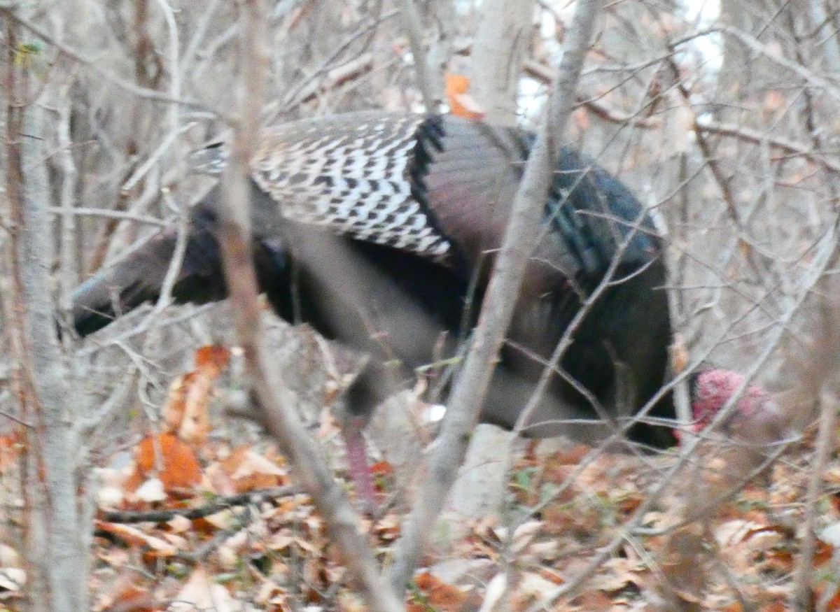 火雞 - ML646546616