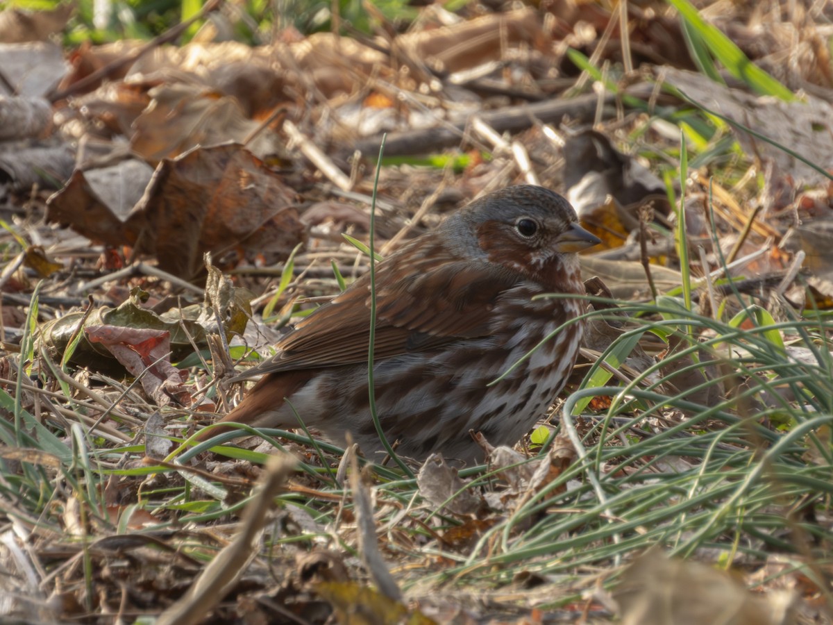 Fox Sparrow - ML646546617