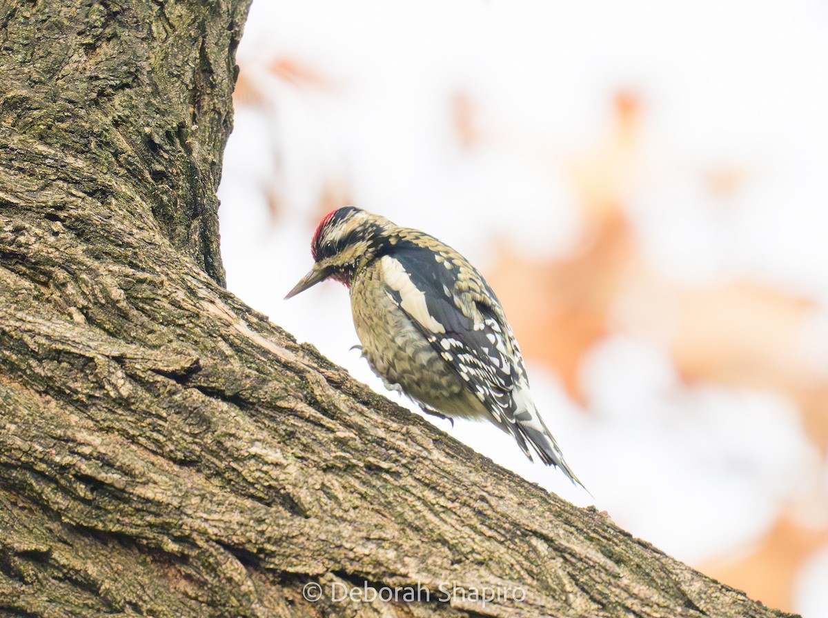 Sarı Karınlı Ağaçkakan - ML646546618