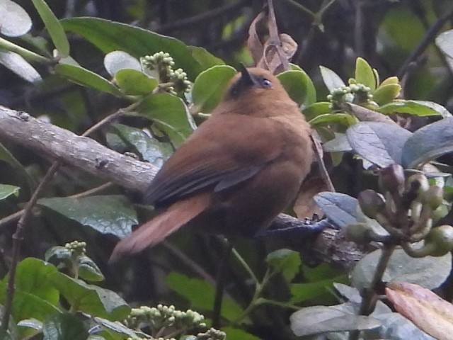 Rufous Wren - ML646546621